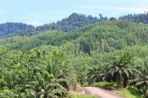 Plantations and forests in Sarawak